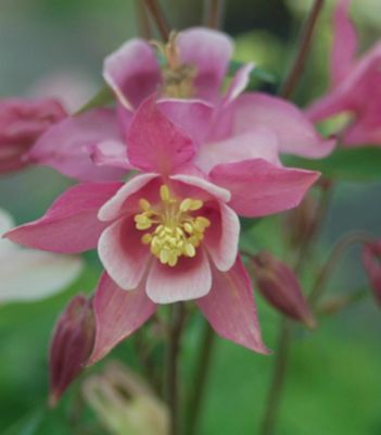 1 gal. Aquilegia Biedermeir