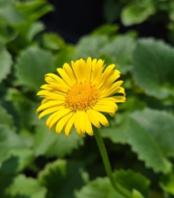 Image showing 1 gal. Doronicum Orientale Leonardo