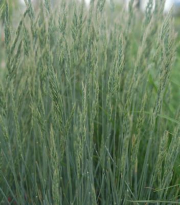 Image showing 1 gal. Festuca Cinerea Elijah Blue
