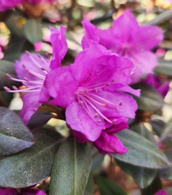 2 gal. Rhododendron PJM Elite