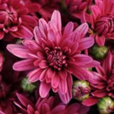 Image showing 8 in. Mum