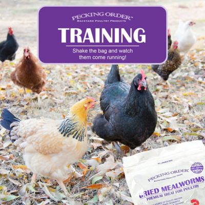 Image showing  Dried Mealworms