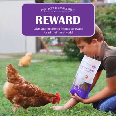 Image showing  Dried Mealworms