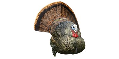 Image showing  LCD Strutter Turkey Decoy