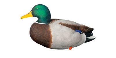 Image showing  Top Flight Full Body Mallards