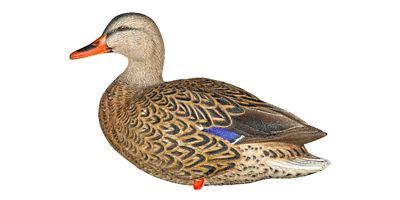 Image showing  Top Flight Full Body Mallards