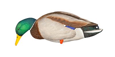 Image showing  Top Flight Full Body Mallards