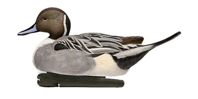 Image showing  Top Flight Pintails