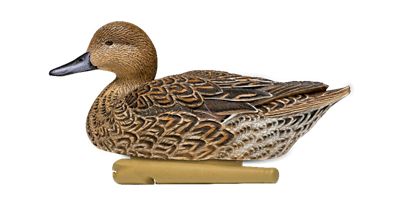 Image showing  Top Flight Pintails