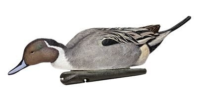 Image showing  Top Flight Pintails