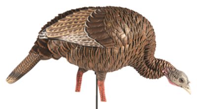 Image showing  HDR Feeding Hen Turkey Decoy