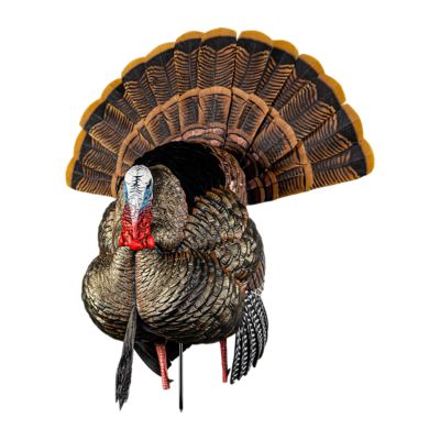 Image showing  HDR Strutter Turkey Decoy