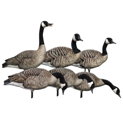 Image showing  AXP Fusion Honkers