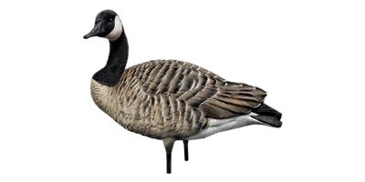 Image showing  AXP Fusion Honkers