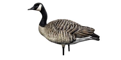 Image showing  AXP Fusion Honkers