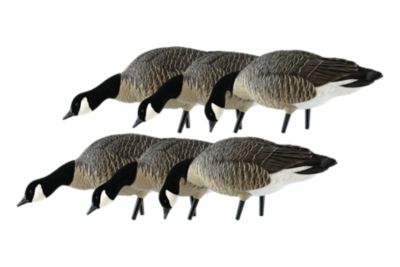 Image showing  AXP Feeder Lessers