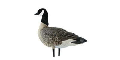 Image showing  AXP Active Lessers