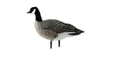 Image showing  AXP Active Lessers