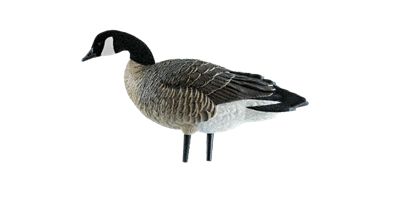 Image showing 5 th Avian X AXP Active Lessers