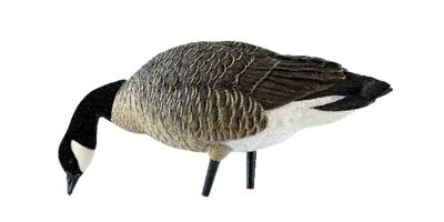 Image showing  AXP Outfitter Lessers