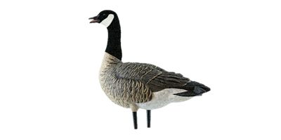 Image showing 6 th Avian X AXP Outfitter Lessers