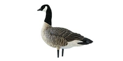 Image showing 7 th Avian X AXP Outfitter Lessers