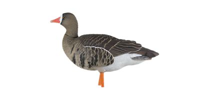 Image showing  AXP Fusion Specklebellys