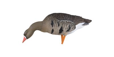 Image showing  AXP Fusion Specklebellys