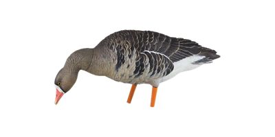 Image showing  AXP Fusion Specklebellys