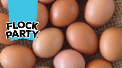 Image showing  Pumpkin and Sweet Potato Breakfast Blend Poultry Treat, 2 lb.