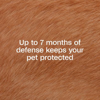 Image showing  Plus Flea and Tick Collar for Small Dogs and Puppies with Up to 15 in. Neck