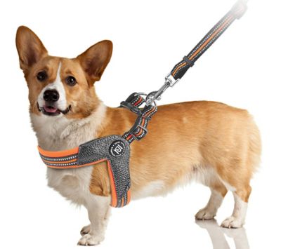 Image showing  STRIDE Adjustable Step-In Dog Harness