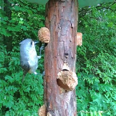 Image showing  Cedar Suet Log Feeder
