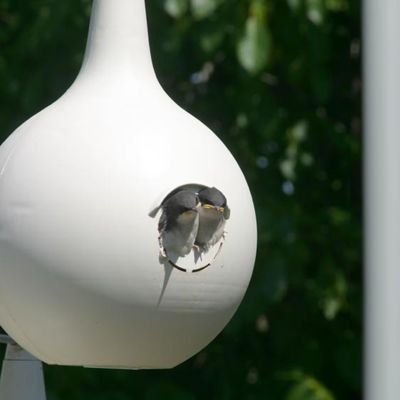 Image showing  Purple Martin Gourds with Hanging Bracket and Pole Kit, 34 in. x 34 in. x 15 ft.