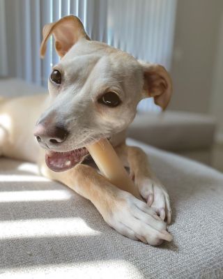 Image showing 5 th Nylabone Power Chew Durable Dog Chew Toy, Wolf