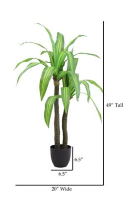Image showing  49 in. Artificial Green Dracaena Tree in a 6.5 in. Black Matte Contemporary Pot