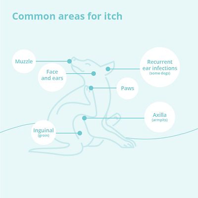 Image showing  Medicated Pet Shampoo