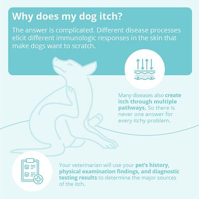 Image showing  Medicated Pet Shampoo