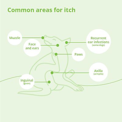 Image showing  DermAllay Oatmeal Pet Shampoo