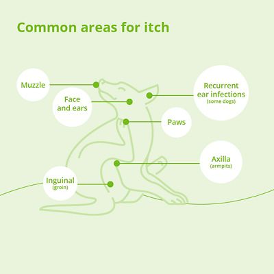 Image showing  Spot-On Ointment for Dogs and Cats, 2 mL, 8 ct.