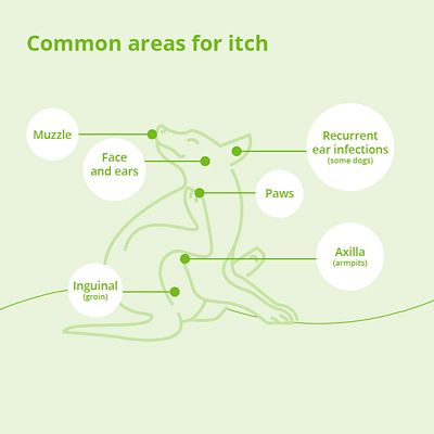 Image showing  Skin Care Collar for Cats and Dogs