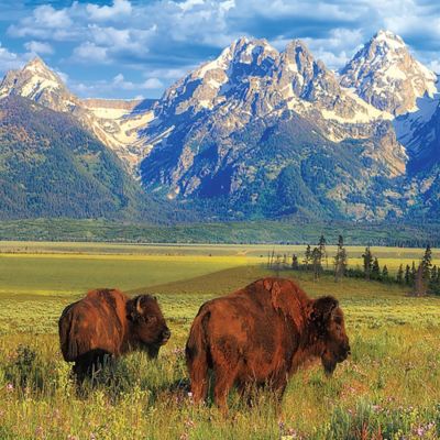 Image showing  Grand Teton National Park 1000 pc. Jigsaw Puzzle