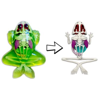 Image showing  Frog Lab, Synthetic Dissection Kit, Learning Guide, Kids Ages 6+