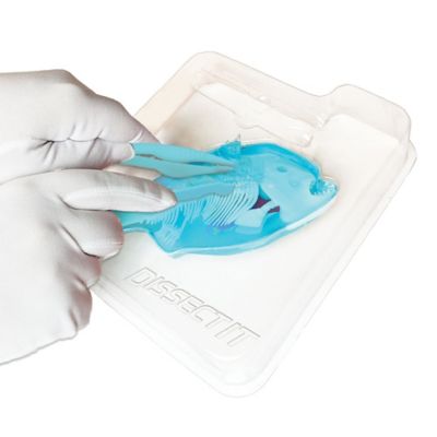 Image showing 5 th Dissect-It Piranha Lab, Synthetic Dissection Kit, STEM Learning Guide, Kids Ages 6+