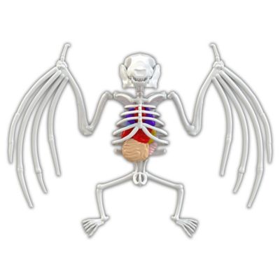 Image showing 6 th Dissect-It Bat Lab, Synthetic Dissection Kit, STEM Learning Guide, Kids Ages 6+
