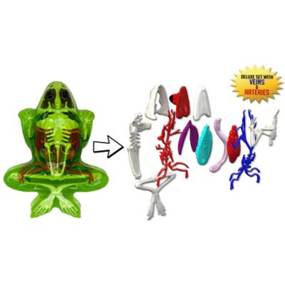 Image showing  Deluxe Super Frog Lab, Synthetic Dissection Kit, STEM Learning Guide, Kids Age 6+