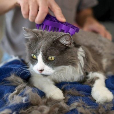 Image showing  Cat Zoom Groom