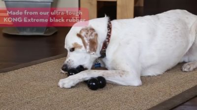 Image showing  Extreme Goodie Bone Dog Chew Toy, Medium