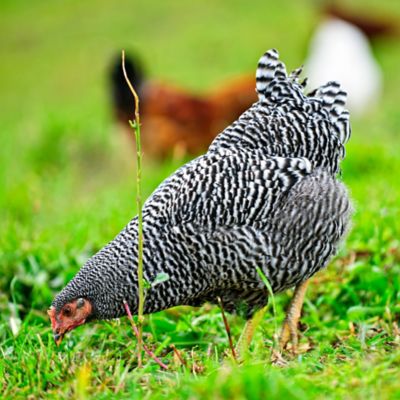 Image showing 6 th ImPECKables Hot Peppers & Worms Chicken Treats, 7 lb.