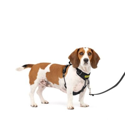 PetSafe Easy Walk Comfort Fit No-Pull Dog Harness